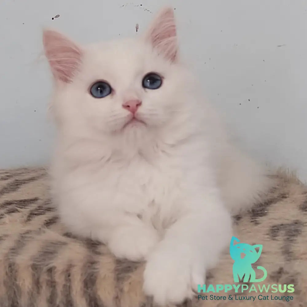 Jemchuzhina Siberian female white - live animals
