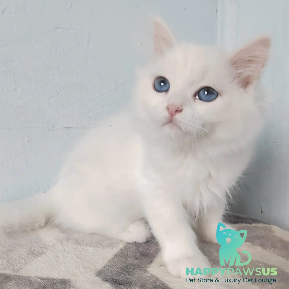 Jemchuzhina Siberian female white - live animals
