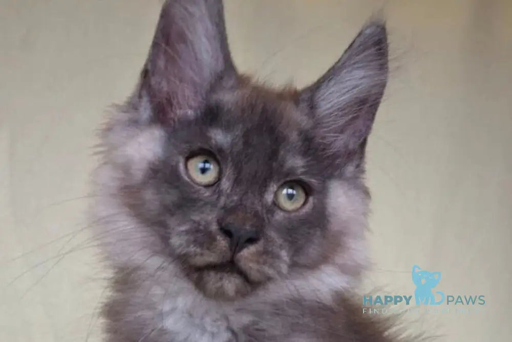 Jemes Maine Coon male black silver live animals