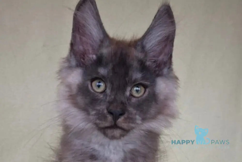Jemes Maine Coon male black silver live animals