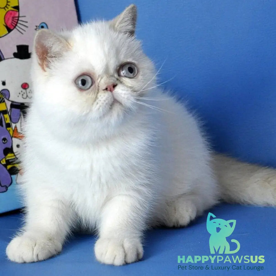 Jemma Exotic female cream pointed - live animals