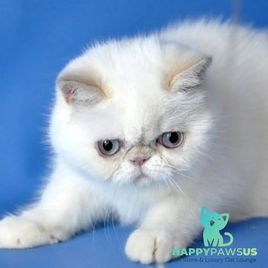 Jemma Exotic female cream pointed - live animals