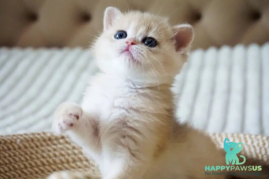 Jeni British Shorthair female blue golden chinchilla - live animals
