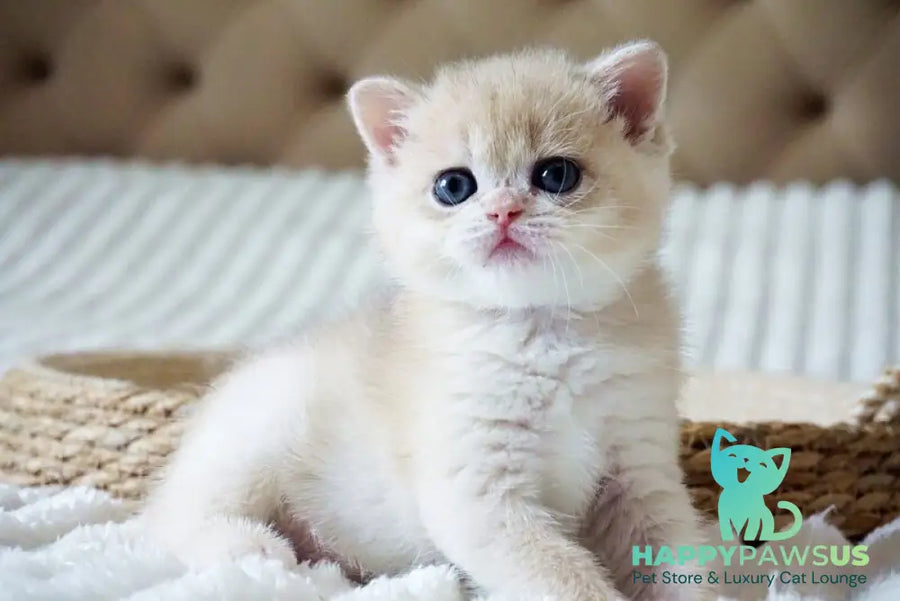 Jeni British Shorthair female blue golden chinchilla - live animals