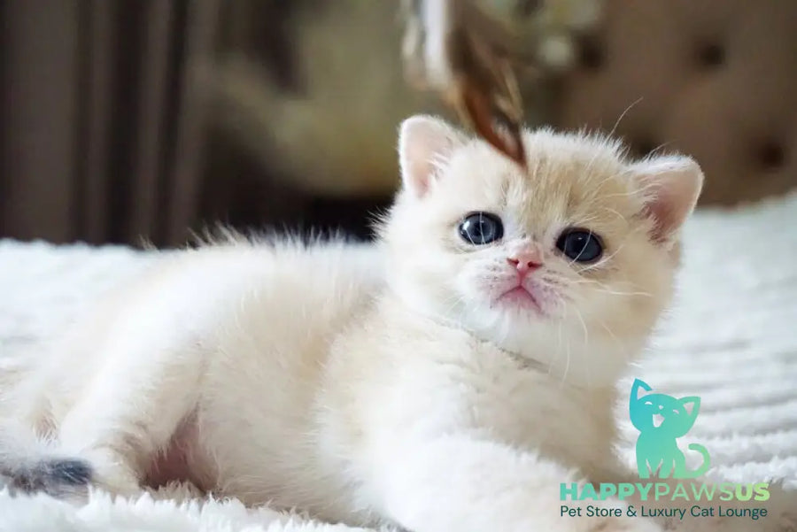 Jeni British Shorthair female blue golden chinchilla - live animals