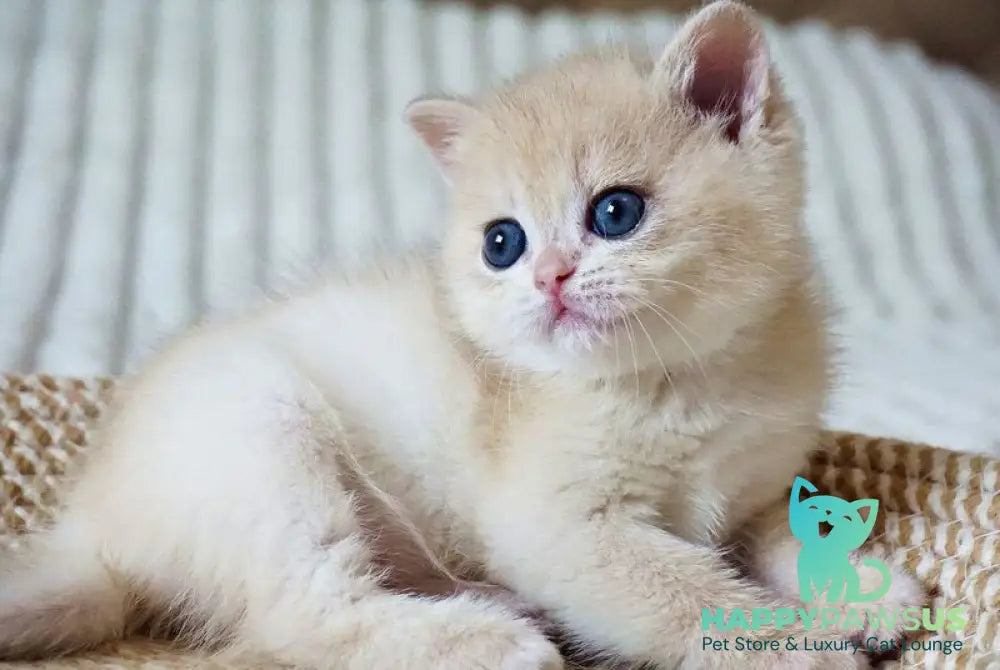 Jeni British Shorthair female blue golden chinchilla - live animals