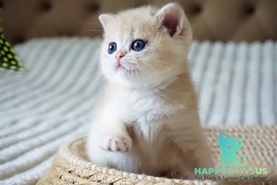 Jeni British Shorthair female blue golden chinchilla - live animals