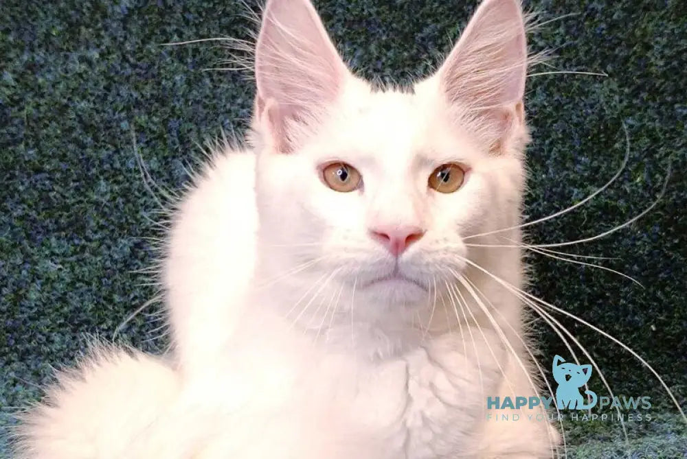 Jenna Maine Coon female white live animals