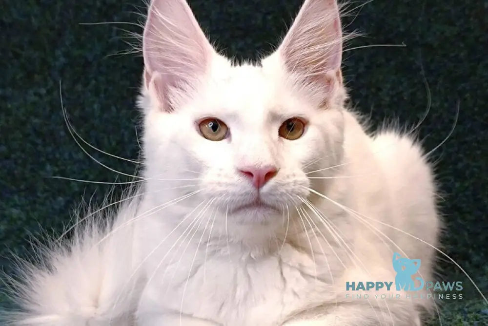 Jenna Maine Coon female white live animals