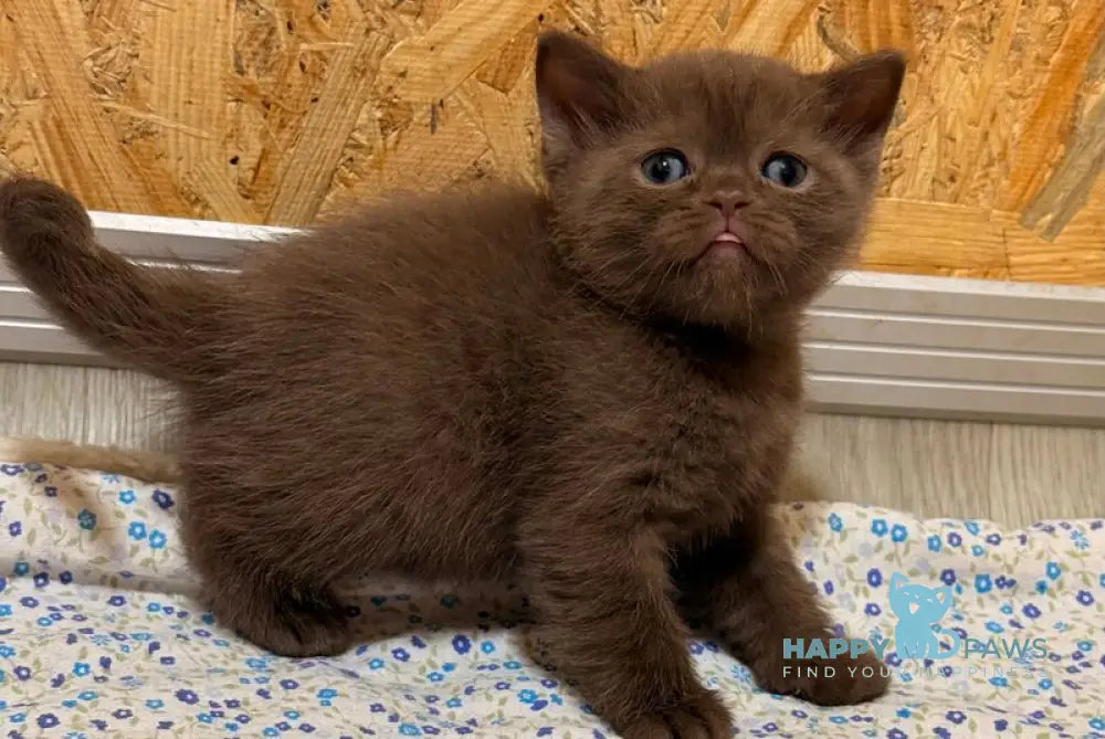 Jennifer British Shorthair female chocolate - live animals