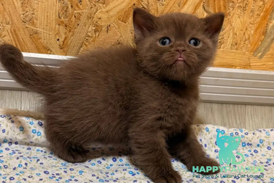 Jennifer British Shorthair female chocolate - live animals