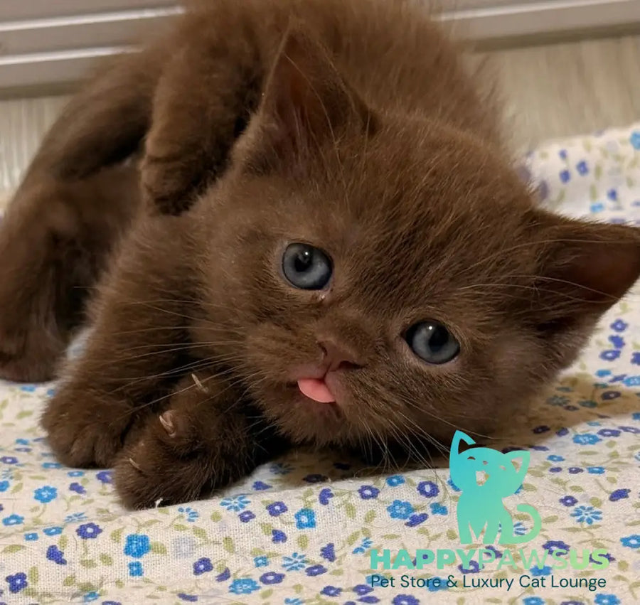 Jennifer British Shorthair female chocolate - live animals