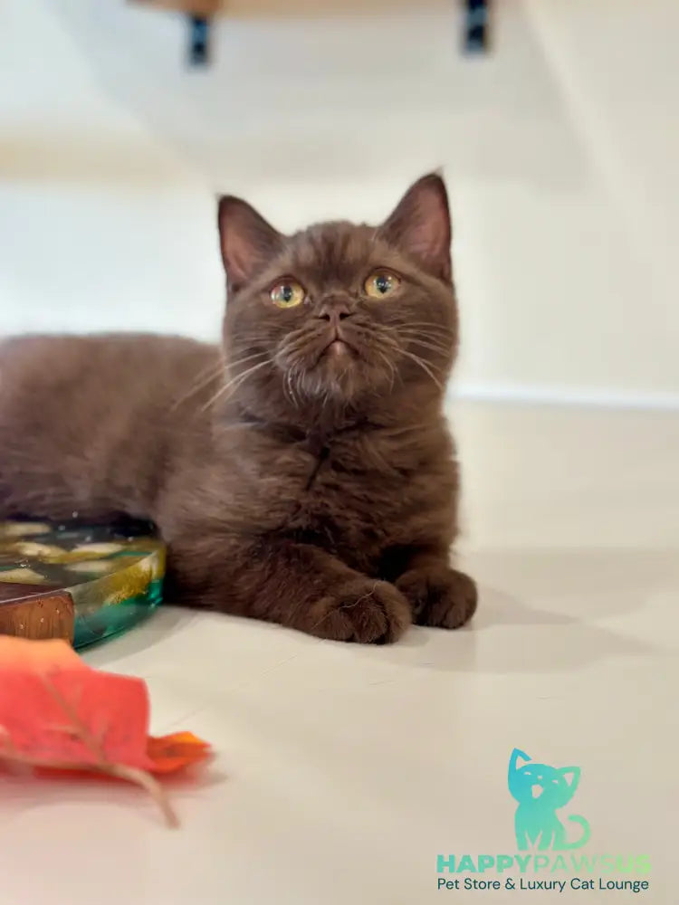 Jennifer British Shorthair female chocolate - live animals