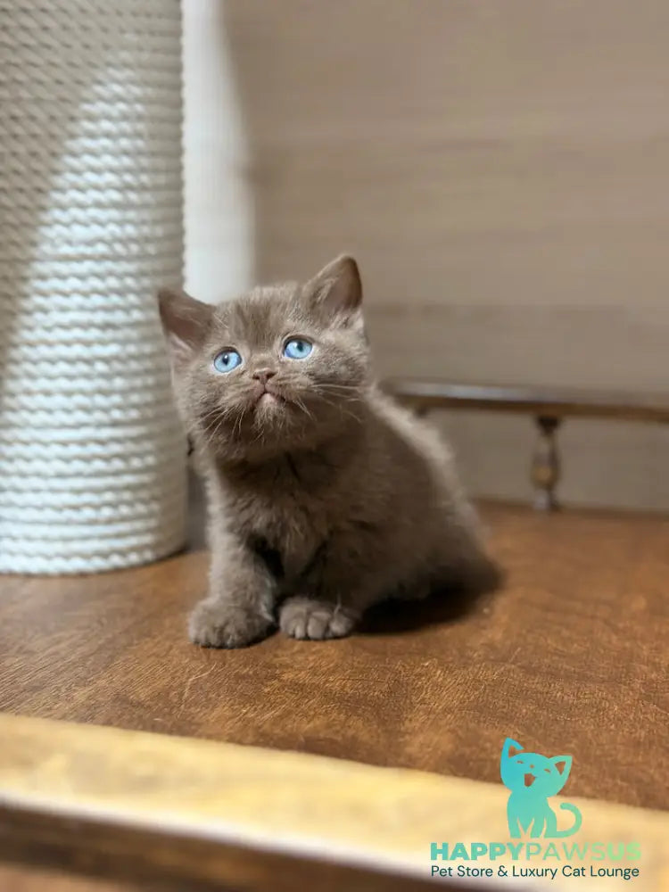 Jennifer British Shorthair female chocolate - live animals
