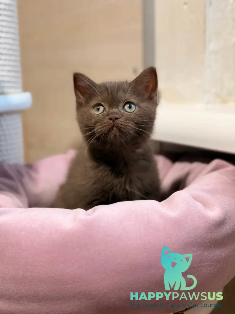 Jennifer British Shorthair female chocolate - live animals