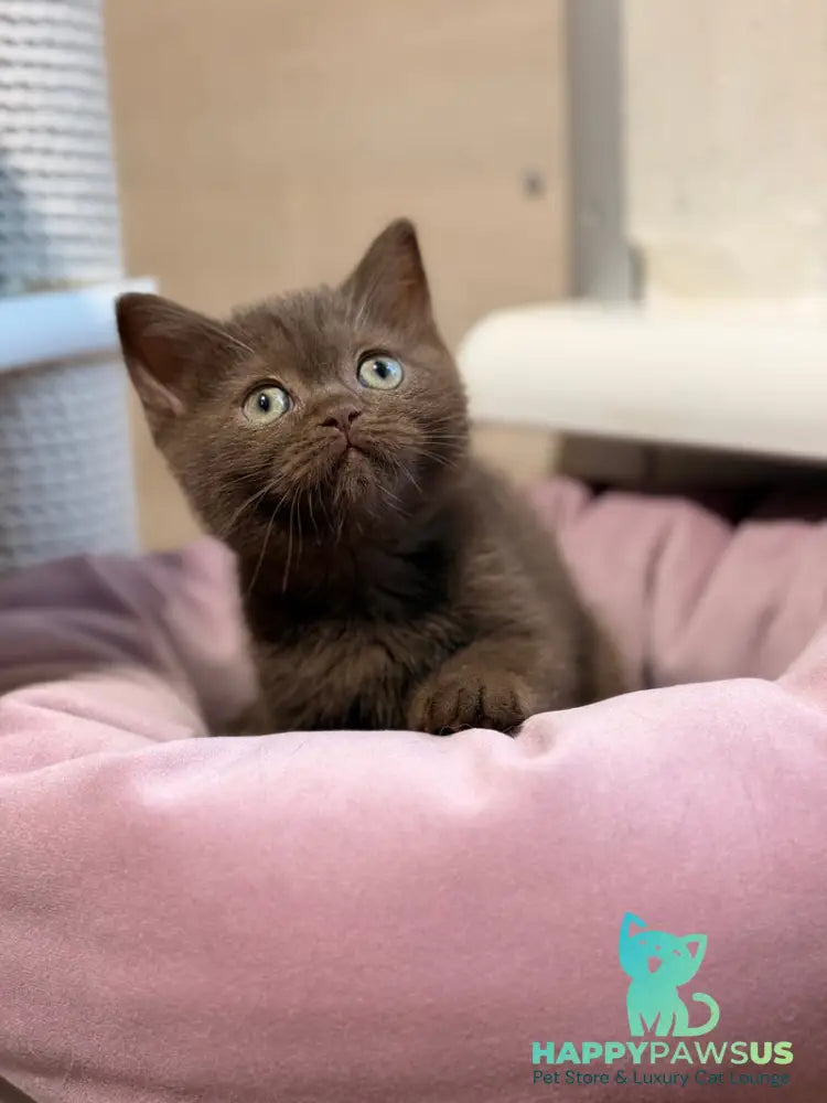 Jennifer British Shorthair female chocolate - live animals