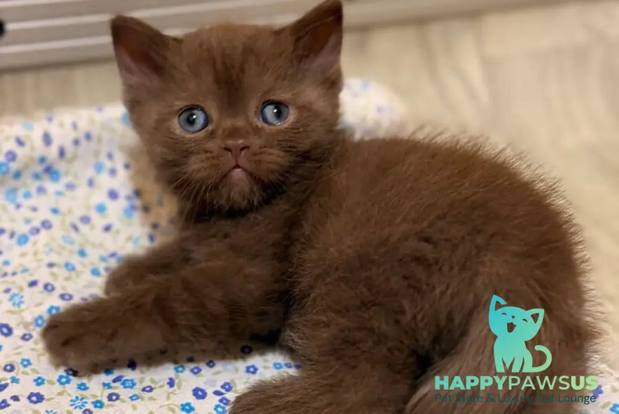 Jennifer British Shorthair female chocolate - live animals