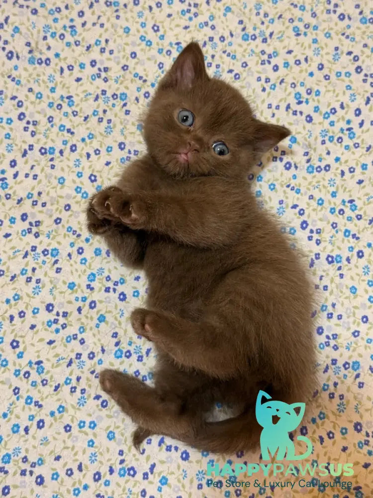 Jennifer British Shorthair female chocolate - live animals