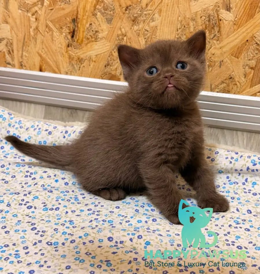 Jennifer British Shorthair female chocolate - live animals