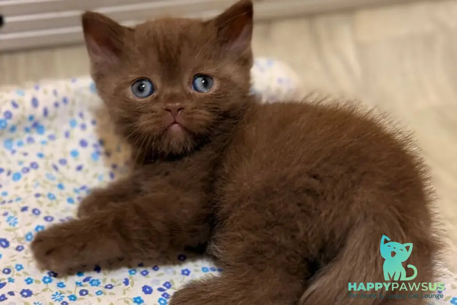 Jennifer British Shorthair female chocolate - live animals