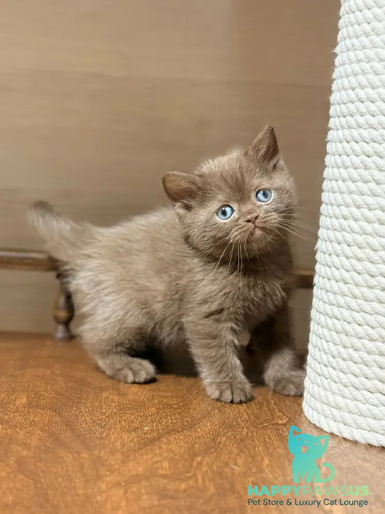Jennifer British Shorthair female chocolate - live animals