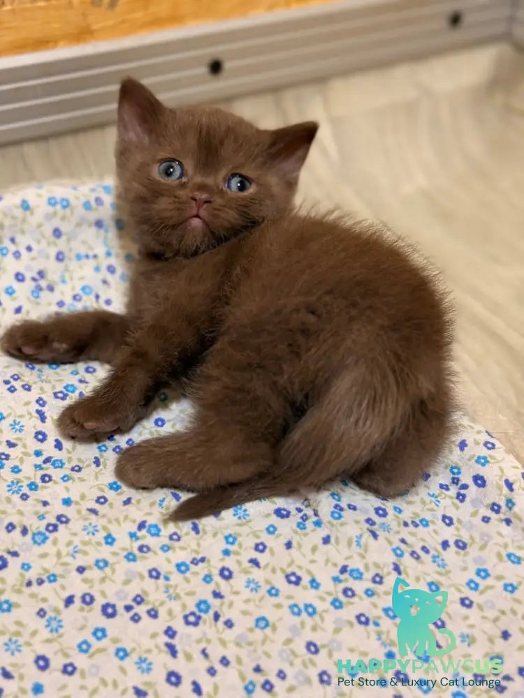 Jennifer British Shorthair female chocolate - live animals