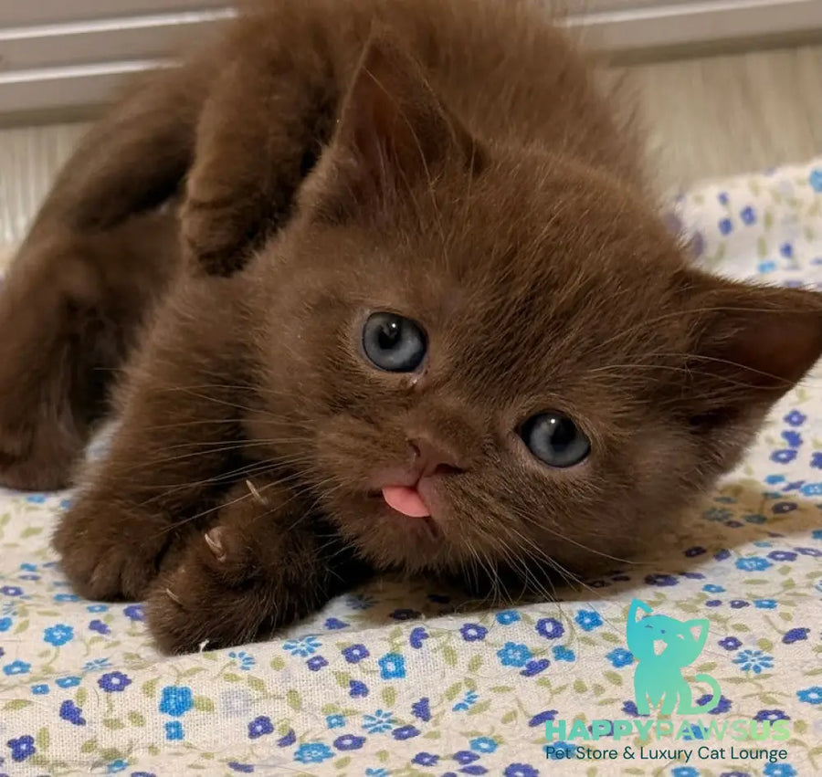 Jennifer British Shorthair female chocolate - live animals