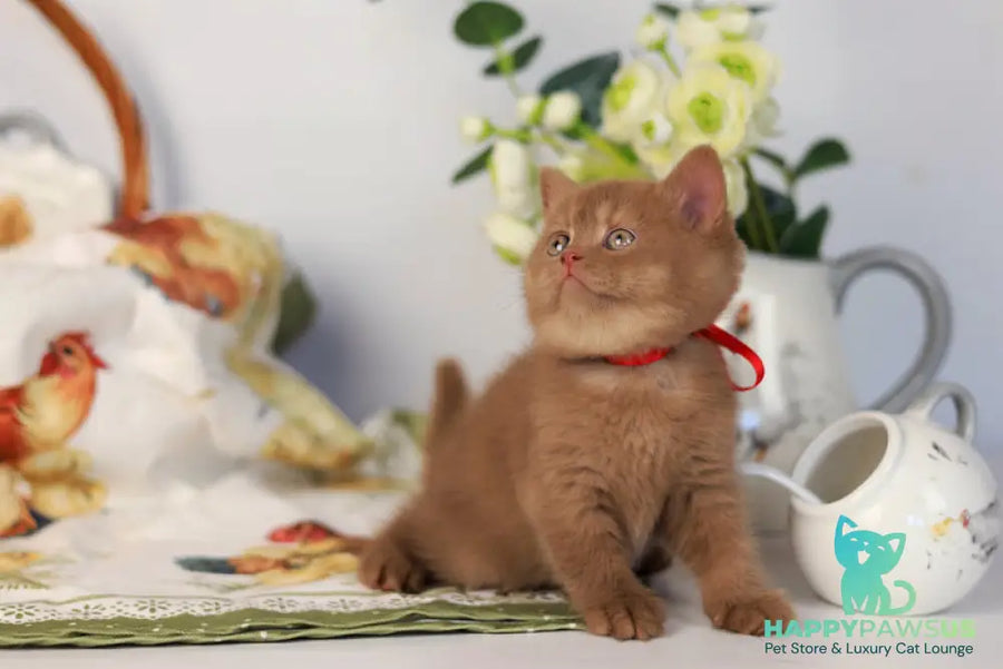 Jennifer British Shorthair female cinnamon - live animals