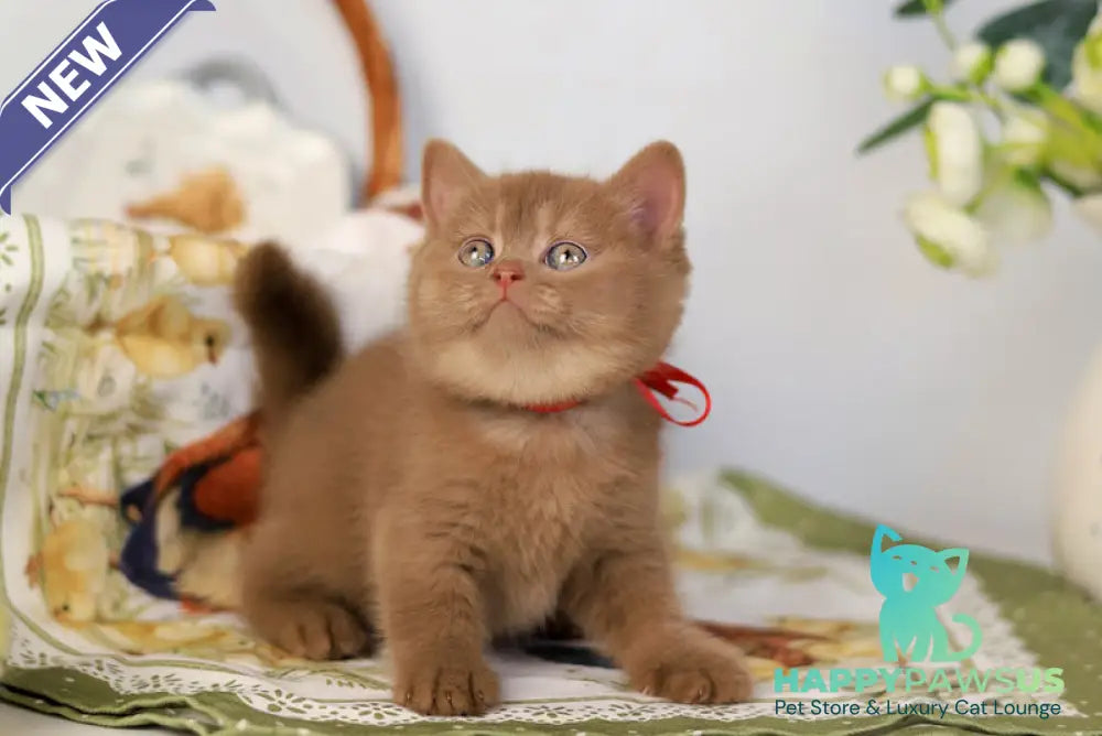 Jennifer British Shorthair female cinnamon - live animals