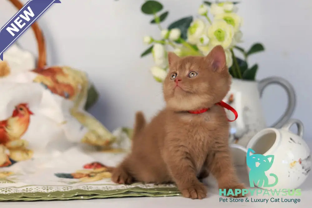 Jennifer British Shorthair female cinnamon - live animals