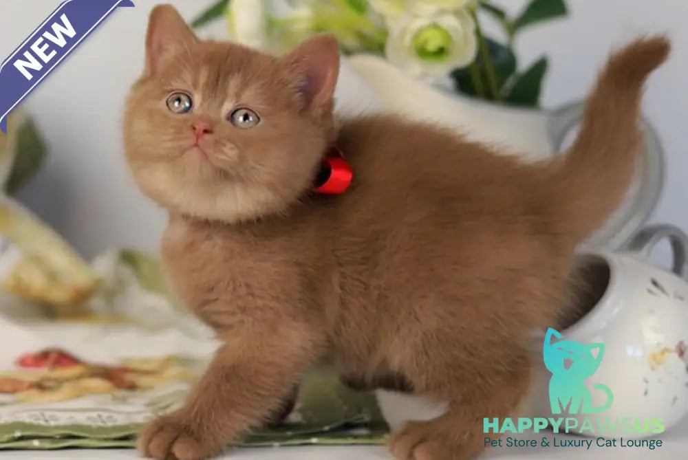 Jennifer British Shorthair female cinnamon - live animals