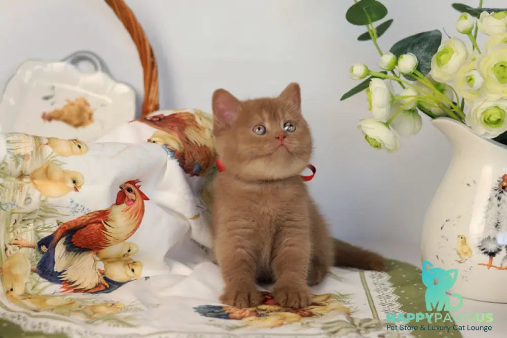 Jennifer British Shorthair female cinnamon - live animals