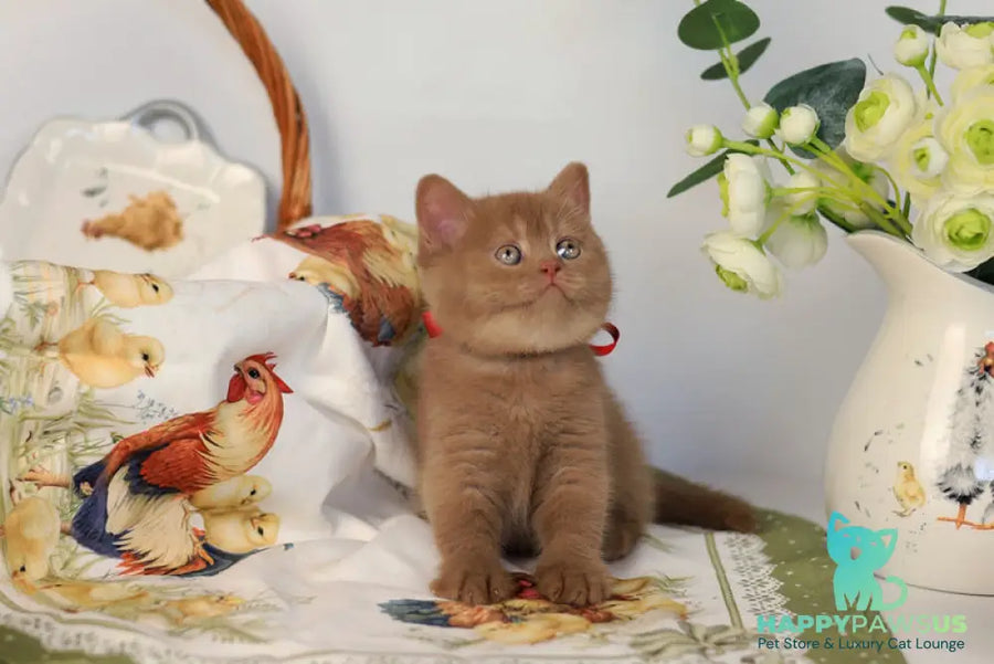 Jennifer British Shorthair female cinnamon - live animals