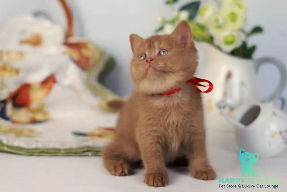 Jennifer British Shorthair female cinnamon - live animals
