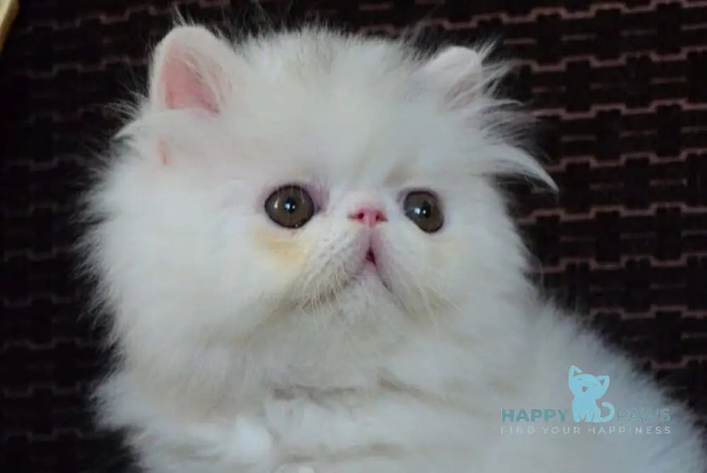 Jennifer Exotic female white live animals