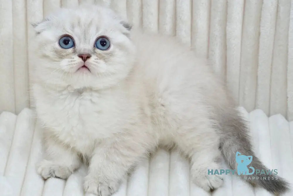 Jennifer Scottish Fold female blue tortie tabby pointed - live animals
