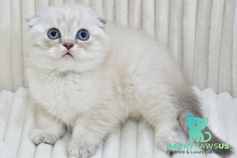 Jennifer Scottish Fold female blue tortie tabby pointed - live animals