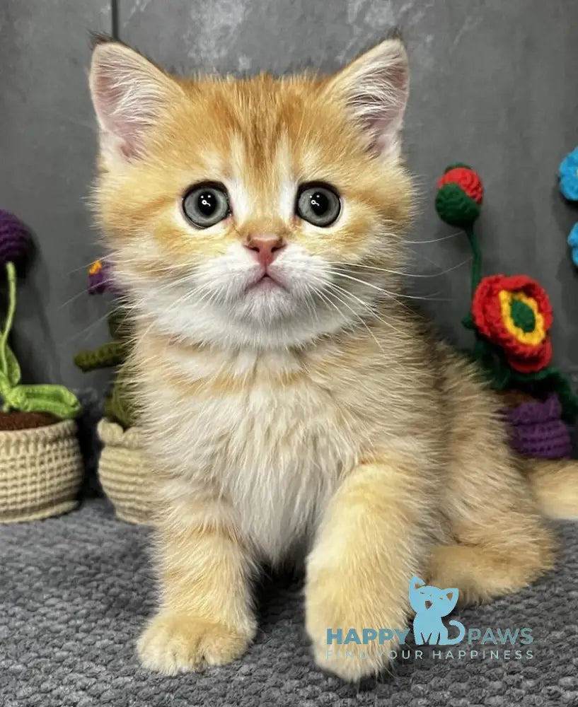 Jenny Scottish Straight female black golden spotted tabby live animals