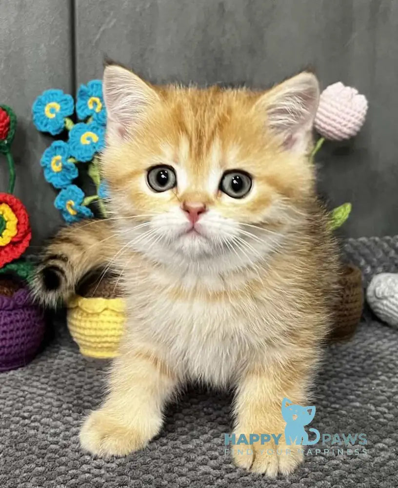 Jenny Scottish Straight female black golden spotted tabby live animals