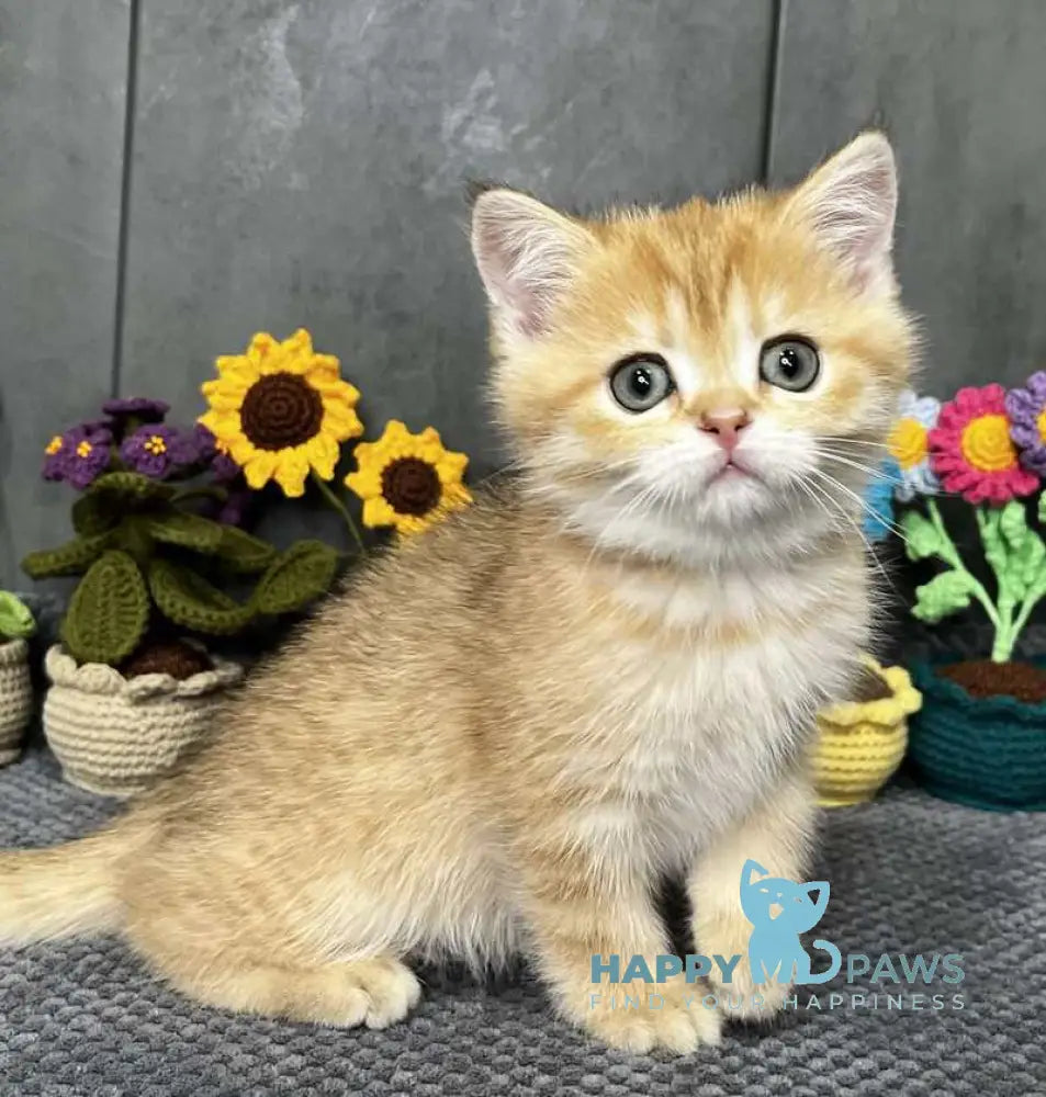 Jenny Scottish Straight female black golden spotted tabby live animals