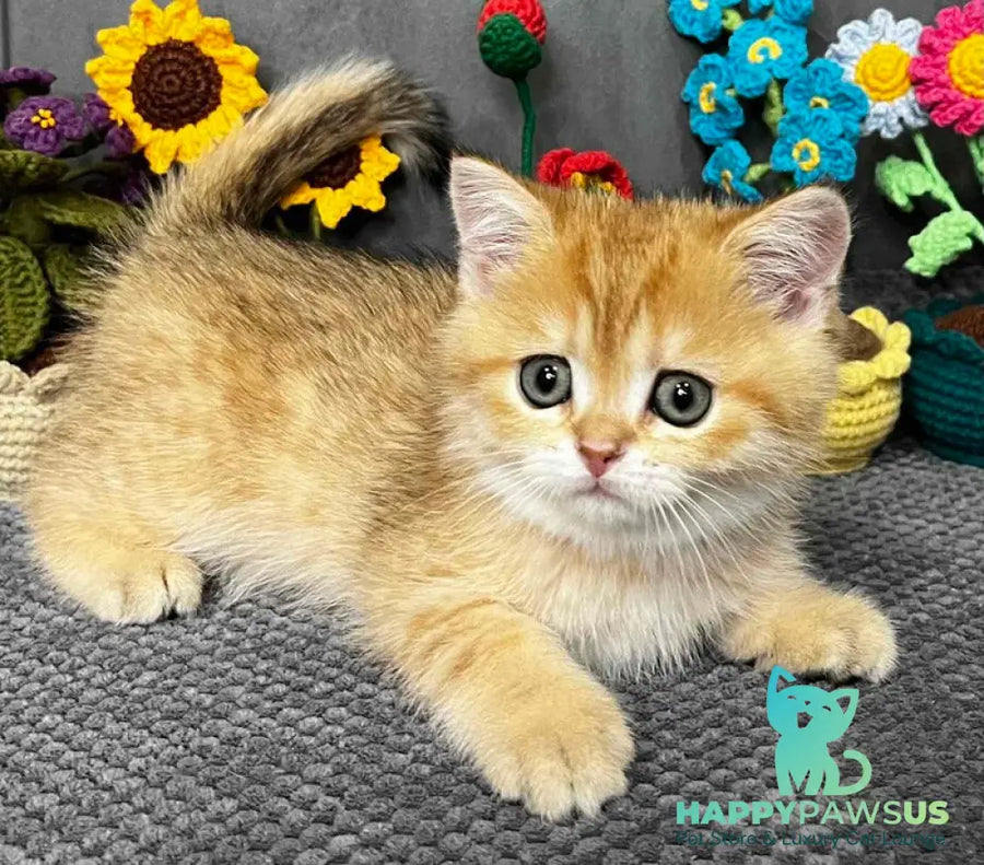 Jenny Scottish Straight female black golden spotted tabby live animals