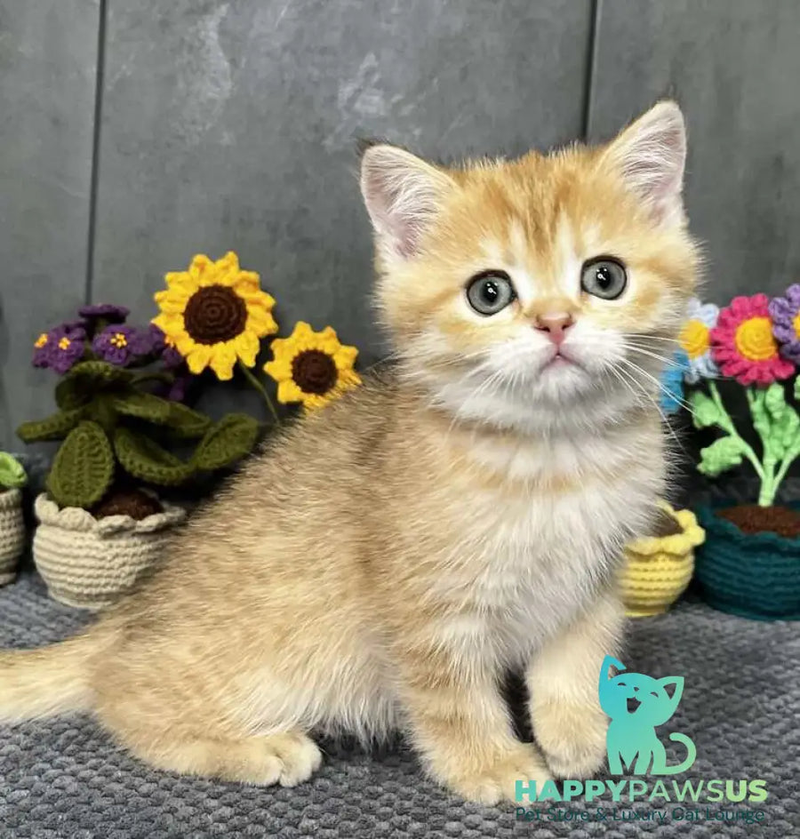Jenny Scottish Straight female black golden spotted tabby live animals
