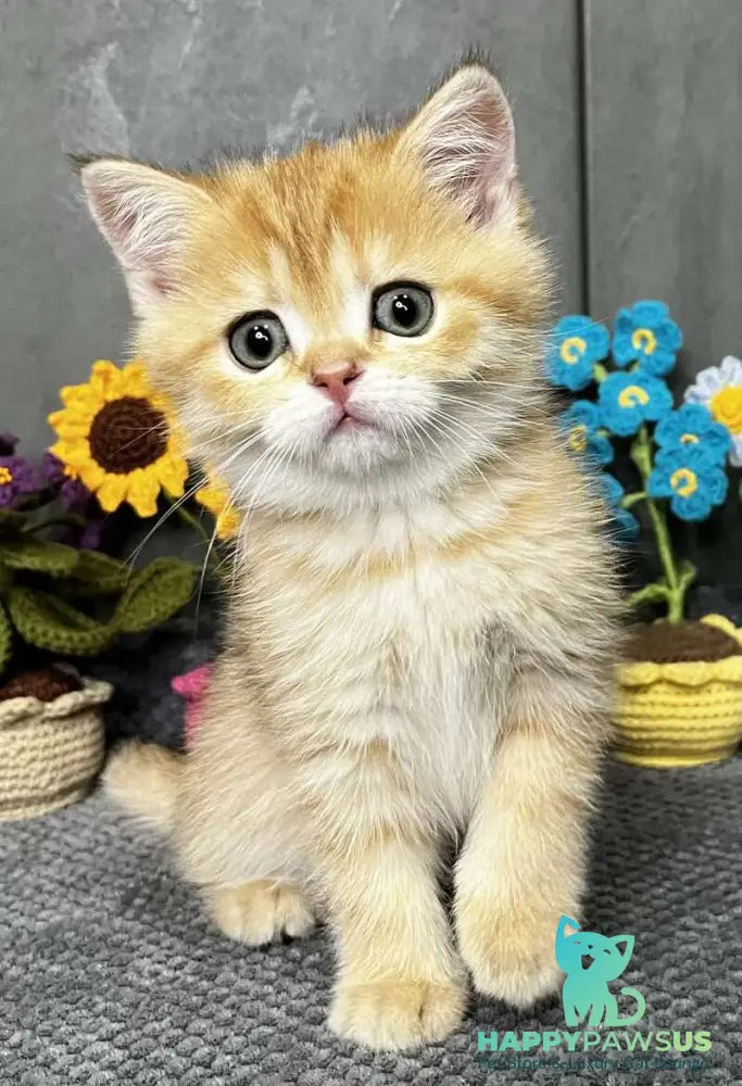 Jenny Scottish Straight female black golden spotted tabby live animals