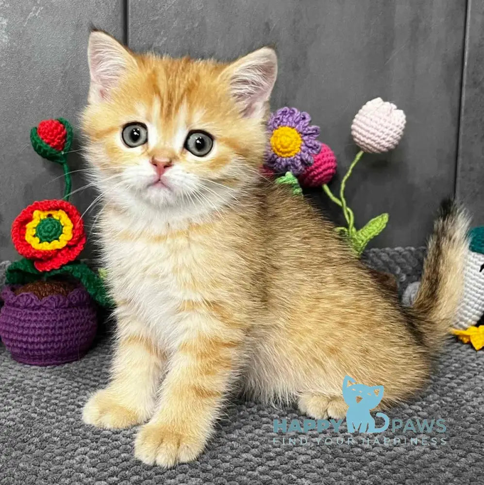 Jenny Scottish Straight female black golden spotted tabby live animals