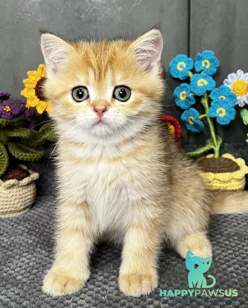 Jenny Scottish Straight female black golden spotted tabby live animals