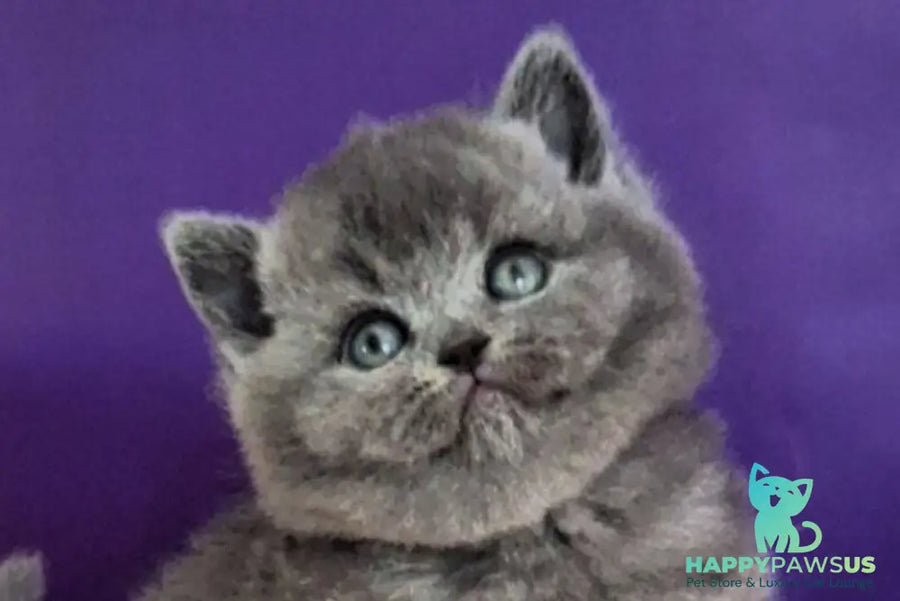Jeremina British Shorthair female blue - live animals