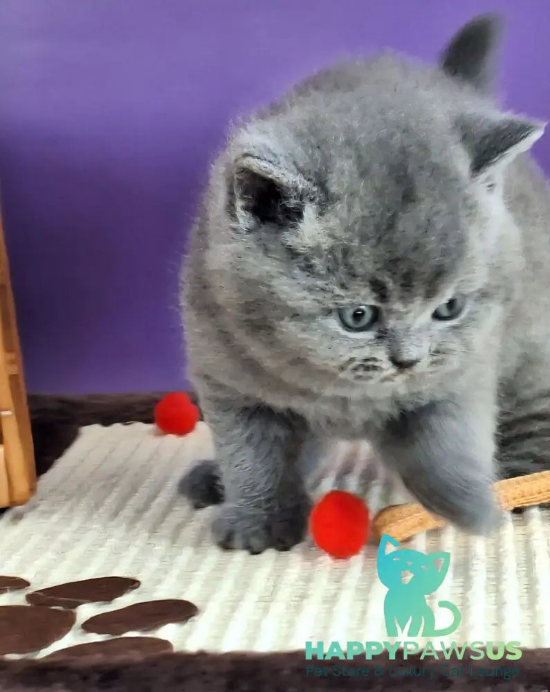 Jeremina British Shorthair female blue - live animals