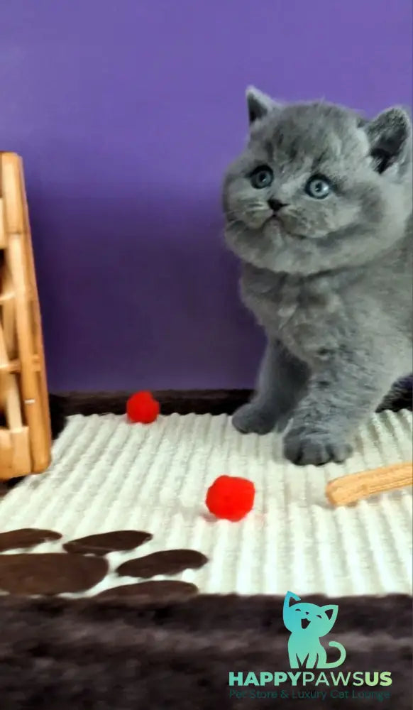 Jeremina British Shorthair female blue - live animals