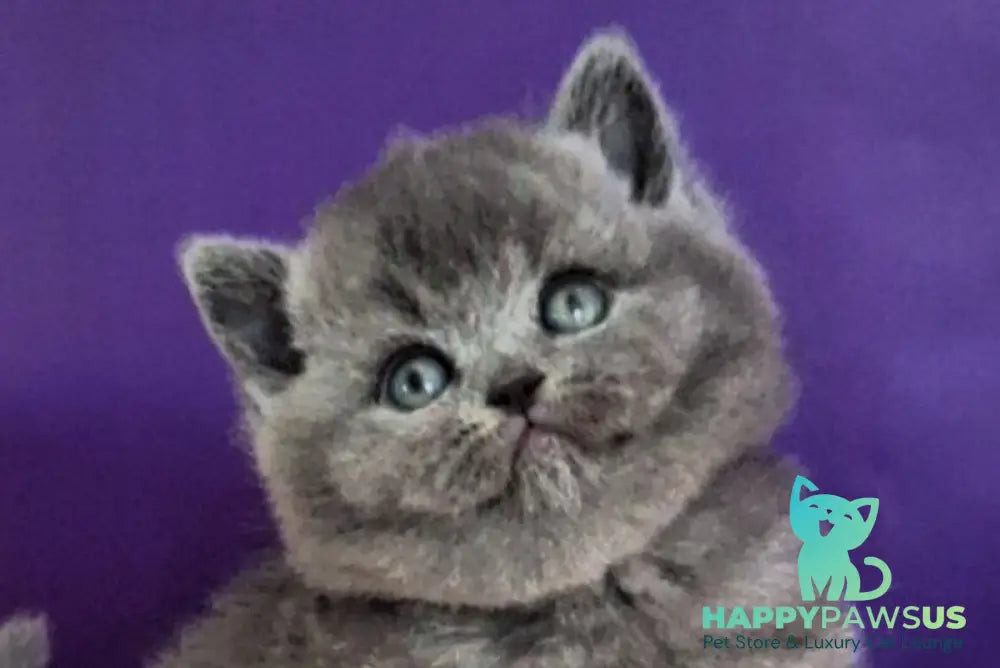 Jeremina British Shorthair female blue - live animals