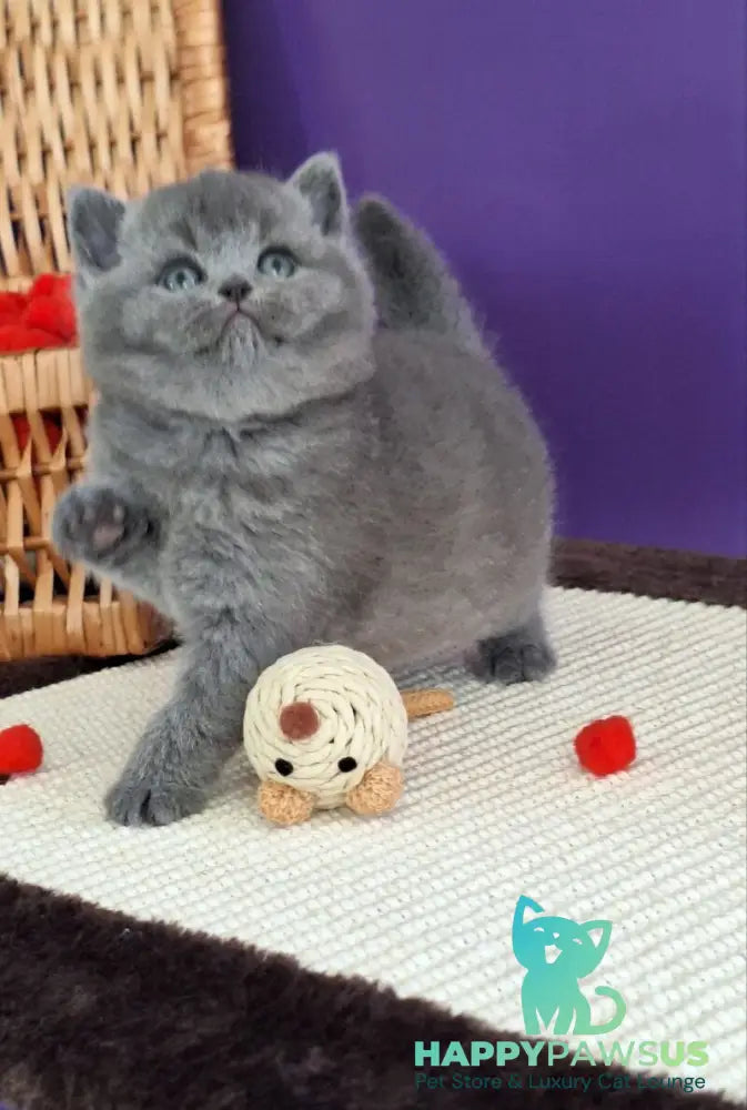 Jeremina British Shorthair female blue - live animals